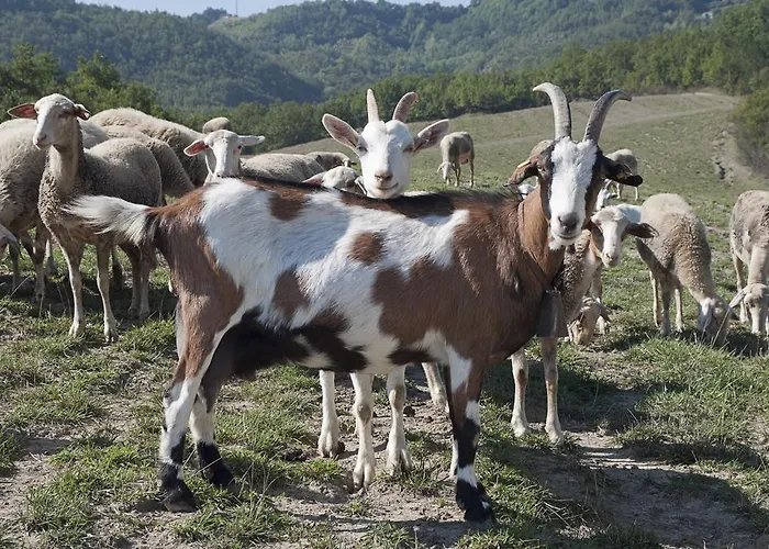 Agriturismo Ca Bella * 산세바스티아노쿠로네
